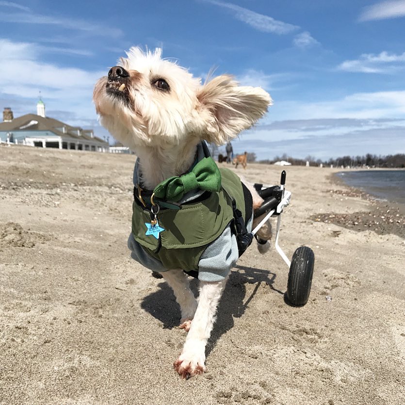 Albert-on-Wheels Inspires Others to Live Their Best Life